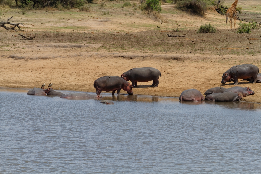 08 - Kruger NP (29).jpg